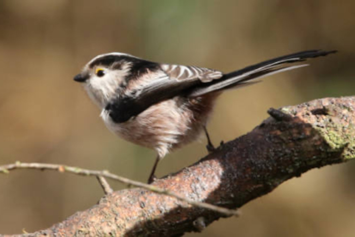 Schwanzmeise