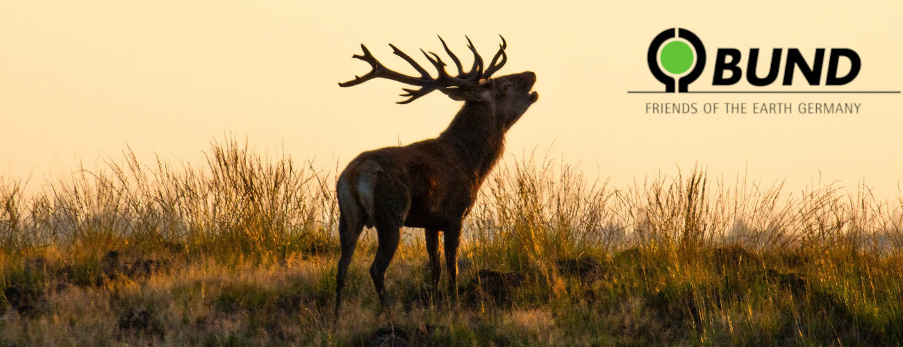 Header September Rothhirsch