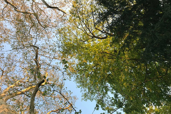 Blick in die Baumkronen im Solmspark (Frankfurt am Main/ Rödelheim)