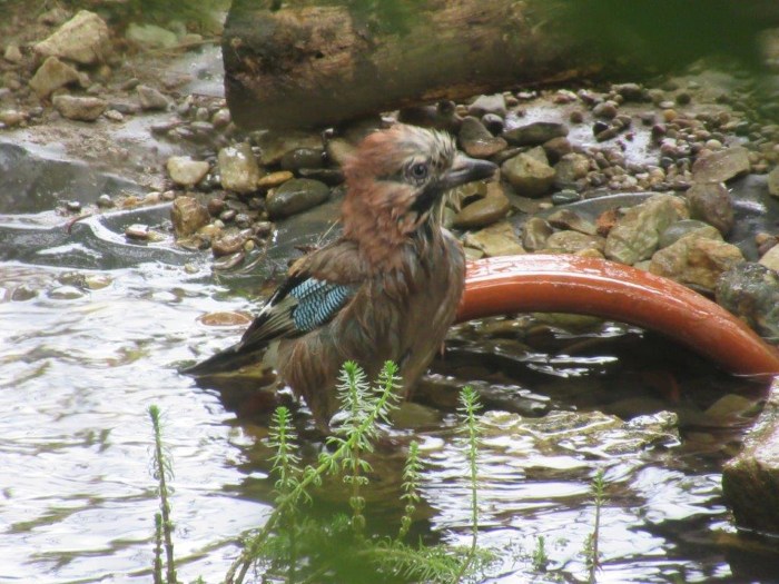 Eichenhäher im Teich