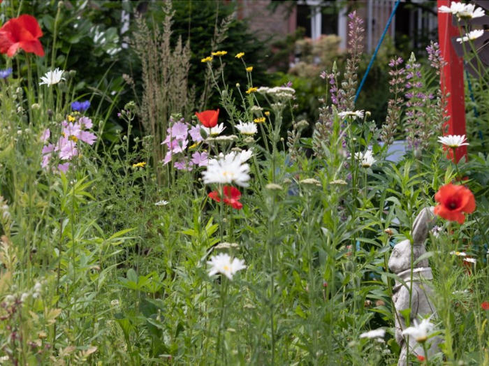 Wildblumeninsel