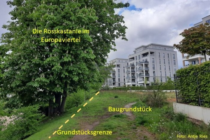 Rosskastanie neben dem Baugrundstück im Europaviertel.