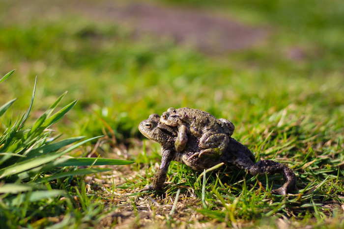 Frosch mit Froschbaby auf seinem Rücken, sitzt auf der Wiese in der Sonne und schaut in die Ferne. 