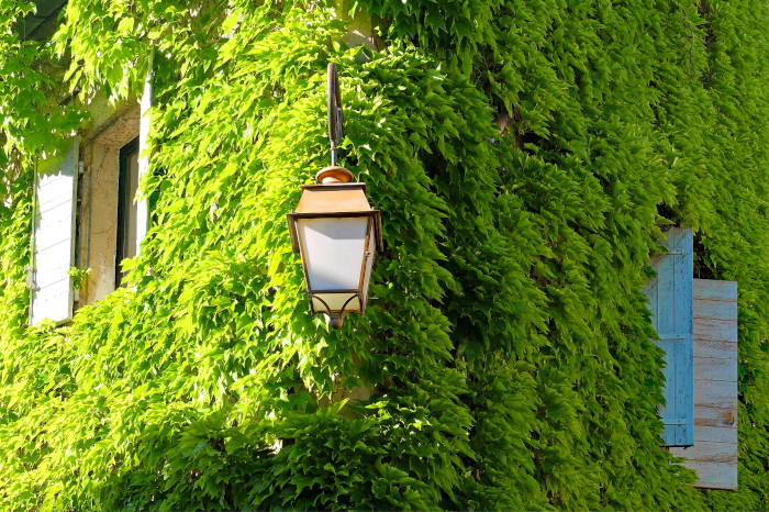 Grüne Fassade an einem Haus