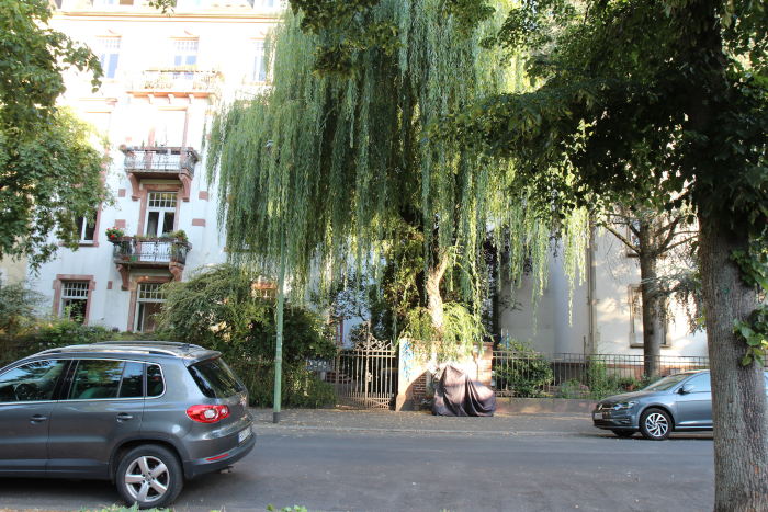 Stadtbaum im Vorgarten