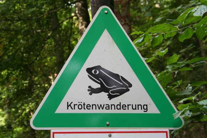 Achtung! Krötenwanderung