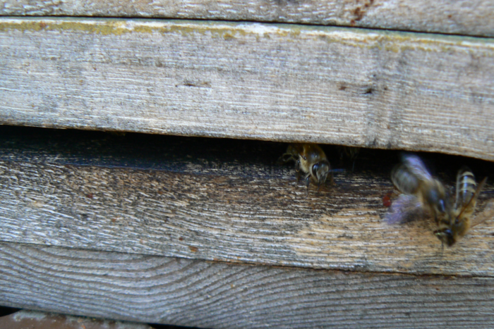 Eine Kundschafterbiene animiert die Sammlerbienen zum Ausschwärmen.