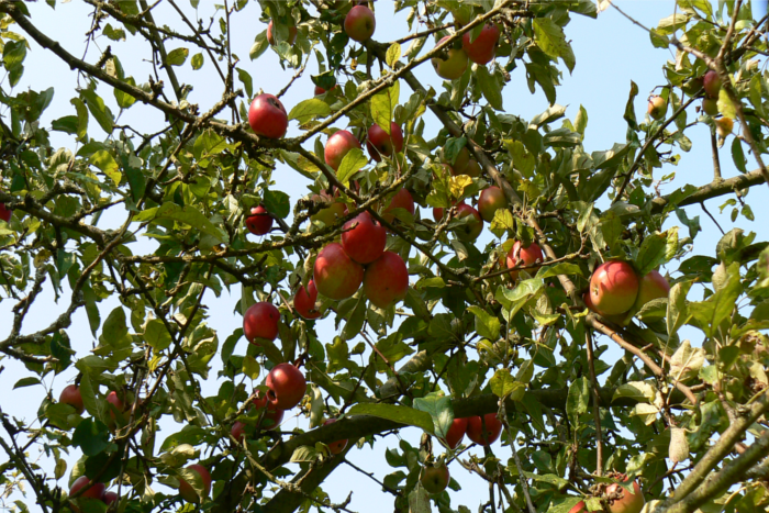 Ein Blick in die Baumkrone der,  mit köstlichen Früchten behangenen, Apfelbäume auf dem Eschersheimer Feld.